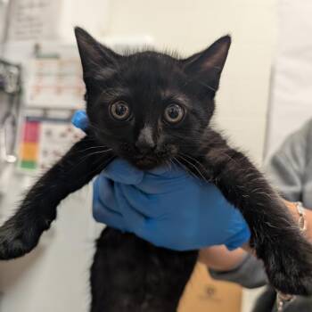 Domestic Short Hair Cats Available for Adoption in League City, Texas - Benimaru (White) | PetCurious