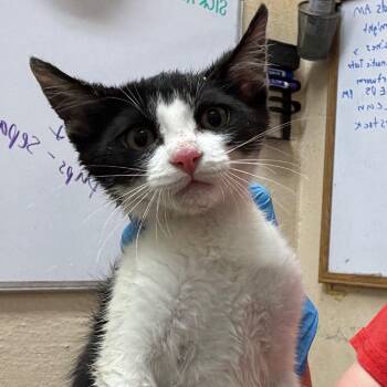 Ty Lee -  Domestic Short Hair Cat for Adoption in Montgomery, Alabama - Ty Lee | PetCurious