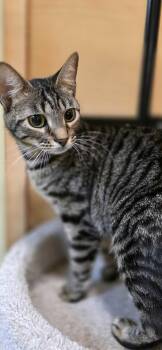 Domestic Short Hair Cats Available for Adoption in Rowlett, Texas - Bubblegum | PetCurious