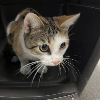 Rescue Domestic Short Hair Cats for Adoption in Allentown, Pennsylvania - Vivian | PetCurious