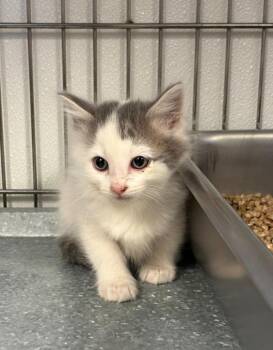 Rosie -  Domestic Medium Hair Cat for Adoption in Rock Springs, Wyoming - Rosie | PetCurious