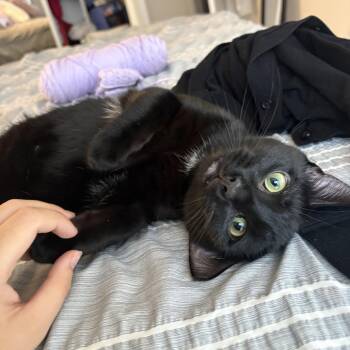 Stinkbug -  Domestic Short Hair Cat for Adoption in Chicago, Illinois - Stinkbug | PetCurious