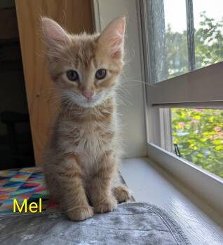 Mel -  Domestic Short Hair Cat for Adoption in Nacogdoches, Texas - Mel | PetCurious