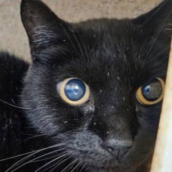 Bonk -  Domestic Short Hair Cat for Adoption in Dubuque, Iowa - Bonk | PetCurious
