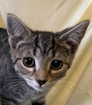 Abby -  Domestic Short Hair Cat for Adoption in Connelly Springs, North Carolina - Abby | PetCurious