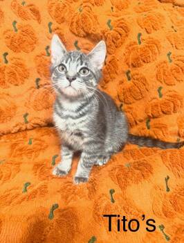 Titos -  Domestic Short Hair Cat for Adoption in Roxbury Township, New Jersey - Titos | PetCurious