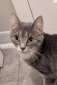 Rescue Domestic Short Hair Cats for Adoption in South Bend, Indiana - Princess | PetCurious