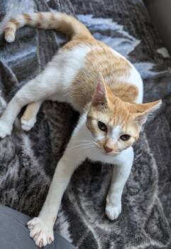 Rescue Domestic Short Hair Cats for Adoption in Baton Rouge, Louisiana - Peach (156703) (In A Foster Home) | PetCurious