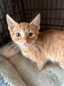 Chase -  Domestic Short Hair Cat for Adoption in Camp Hill, Pennsylvania - Chase | PetCurious