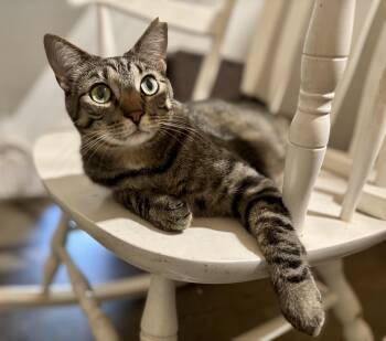 Rescue Domestic Short Hair and Tabby Cats for Adoption in Shenandoah, Iowa - Jasper | PetCurious