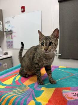 Free Quiche -  Domestic Short Hair Cat for Adoption in Kansas City, Missouri - Free Quiche | PetCurious