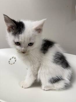 Domestic Short Hair Cats Available for Adoption in Bemidji, Minnesota - Onyx | PetCurious