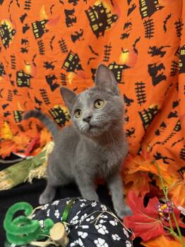 Pewter -  Domestic Short Hair Cat for Adoption in Upper Sandusky, Ohio - Pewter | PetCurious