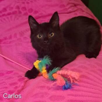 Carlos -  Domestic Short Hair Cat for Adoption in Groveland, Massachusetts - Carlos | PetCurious