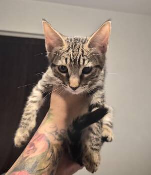 Ziti -  Domestic Short Hair Cat for Adoption in San Diego, California - Ziti | PetCurious