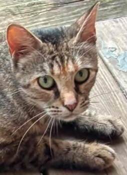 Janey -  Domestic Short Hair Cat for Adoption in Olean, New York - Janey | PetCurious