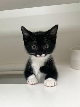 Daisy -  Domestic Short Hair Cat for Adoption in Reisterstown, Maryland - Daisy | PetCurious