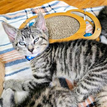 Rescue Domestic Short Hair Cats for Adoption in Waverly, Iowa - Bristol | PetCurious