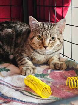 Domestic Short Hair Cats Available for Adoption - Oliver | PetCurious