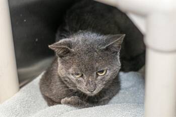 A1270315 -  Domestic Short Hair Cat for Adoption in Charlotte, North Carolina - A1270315 | PetCurious