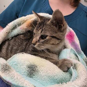 Loft -  Domestic Short Hair Cat for Adoption in Chattanooga, Tennessee - Loft | PetCurious