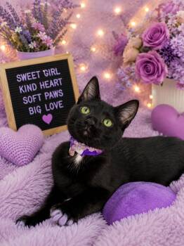 Francesca -  Domestic Short Hair Cat for Adoption in Tavares, Florida - Francesca | PetCurious