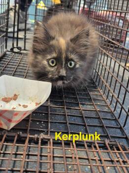 Kerplunk -  Domestic Medium Hair Cat for Adoption in Colorado Springs, Colorado - Kerplunk | PetCurious