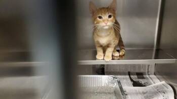 TONY -  Domestic Short Hair Cat for Adoption in Aurora, Illinois - TONY | PetCurious