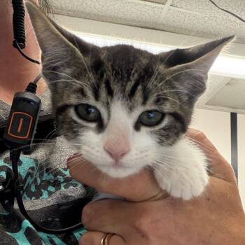 Maverick -  Domestic Short Hair Cat for Adoption in Lake Jackson, Texas - Maverick | PetCurious