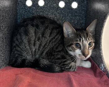 Juggler -  Domestic Short Hair Cat for Adoption in New York, New York - Juggler | PetCurious