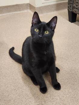Valkyrie -  Domestic Short Hair Cat for Adoption in Elmsford, New York - Valkyrie | PetCurious