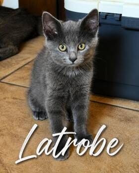 Latrobe -  Domestic Short Hair Cat for Adoption in Seven Valleys, Pennsylvania - Latrobe | PetCurious