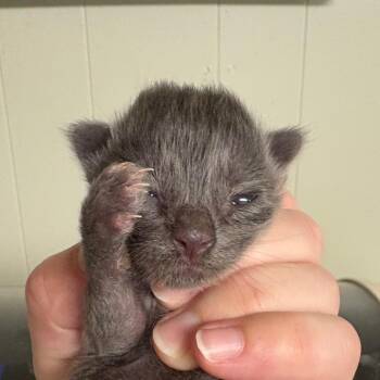 Bolt -  Domestic Short Hair Cat for Adoption in Mt. Juliet, Tennessee - Bolt | PetCurious