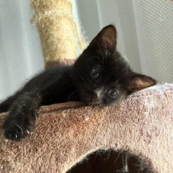 IVHS-Stray-138895 -  Domestic Short Hair Cat for Adoption in San Gabriel, California - IVHS-Stray-138895 | PetCurious
