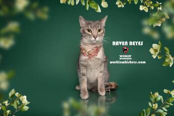 Rescue Abyssinian and Torbie Cats for Adoption in Hemet, California - RAVEN REYES | PetCurious