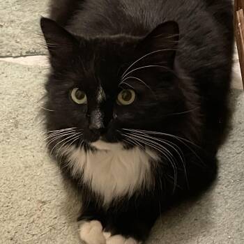 Maine Coon Cats Available for Adoption - Timmy | PetCurious