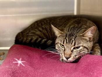 Rescue Domestic Short Hair Cats for Adoption in Virginia Beach, Virginia - 180186 Stardust | PetCurious