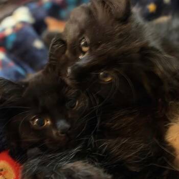 Domestic Medium Hair Cats Available for Adoption in Potomac, Maryland - Laverne | PetCurious