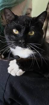 Sebastian -  Domestic Short Hair Cat for Adoption in Oakdale, California - Sebastian | PetCurious