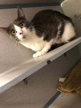 Rescue Domestic Short Hair Cats for Adoption in Salt Lake City, Utah - 157777 | PetCurious