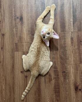 Guppy -  Domestic Short Hair Cat for Adoption in Nacogdoches, Texas - Guppy | PetCurious