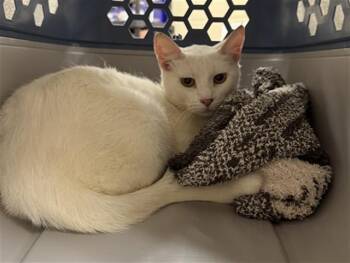 CHICK PEA -  Domestic Short Hair Cat for Adoption in Aliquippa, Pennsylvania - CHICK PEA | PetCurious