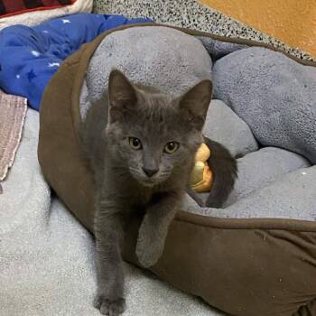 Good Luck Bear -  Domestic Short Hair Cat for Adoption in Fresno, California - Good Luck Bear | PetCurious