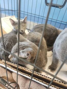 Autumn -  Domestic Short Hair Cat for Adoption in Kingman, Arizona - Autumn | PetCurious