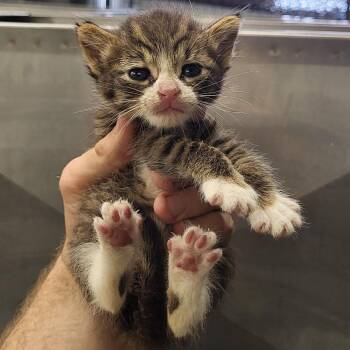 SCFL-Stray-66338_2_3 -  Domestic Short Hair Cat for Adoption in Lake Panasoffkee, Florida - SCFL-Stray-66338_2_3 | PetCurious