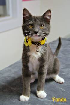 Domestic Short Hair Cats Available for Adoption - Panda  | PetCurious