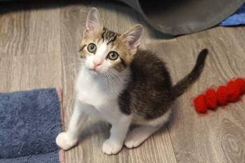 Rescue Domestic Short Hair Cats for Adoption in Fountain Hills, Arizona - Sleepy Jr. | PetCurious