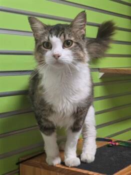 COSMO -  Domestic Medium Hair Cat for Adoption in St. Peters, Missouri - COSMO | PetCurious