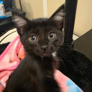 Sirius -  Domestic Short Hair Cat for Adoption in Long Beach, California - Sirius | PetCurious