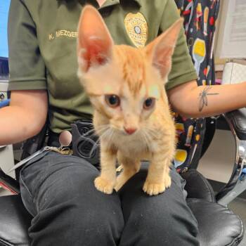 Fisher -  Domestic Short Hair Cat for Adoption in Lake Jackson, Texas - Fisher | PetCurious